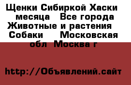 Щенки Сибиркой Хаски 2 месяца - Все города Животные и растения » Собаки   . Московская обл.,Москва г.